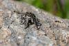 347841 – Photo : henri maleysson – France (73)